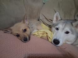 Lost Male Dog last seen Worth vile, Randleman, NC 27317