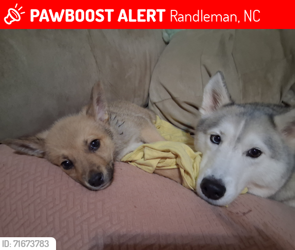 Lost Male Dog last seen Worth vile, Randleman, NC 27317