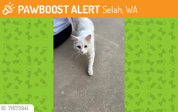 Found/Stray Unknown Cat last seen Slade Rd and Maple Way, Selah, WA 98942