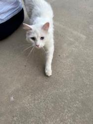 Found/Stray Unknown Cat last seen Slade Rd and Maple Way, Selah, WA 98942