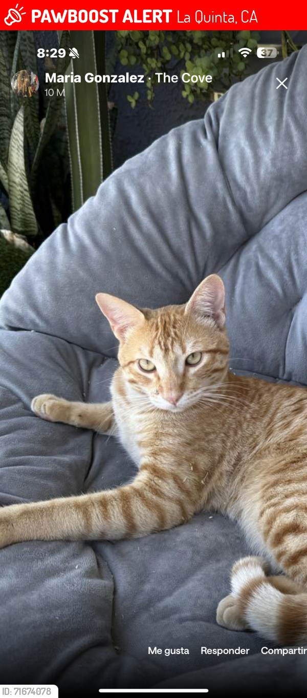 Lost Male Cat last seen Near avenida Navarro la quinta california , La Quinta, CA 92253