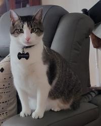 Lost Male Cat last seen Page Drive, Larson, Pascal , Mt. Juliet, TN 37122