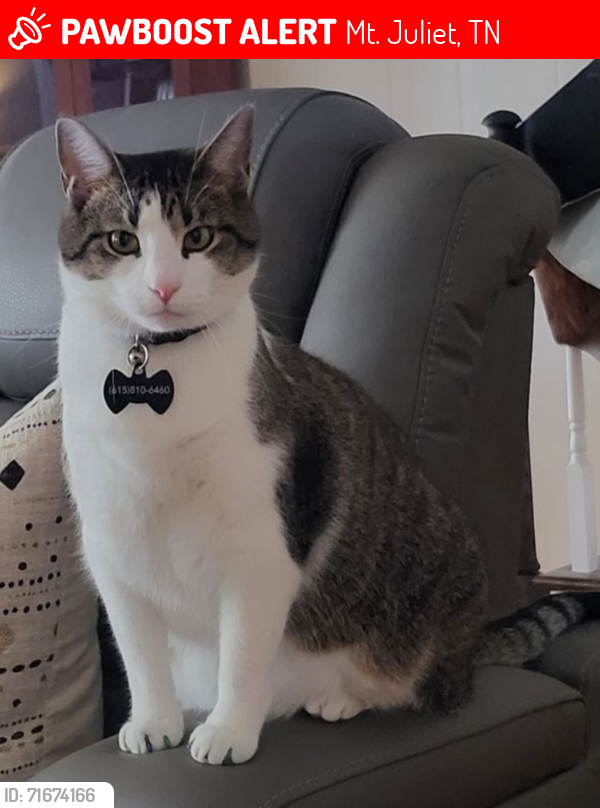 Lost Male Cat last seen Page Drive, Larson, Pascal, Mt. Juliet, TN 37122