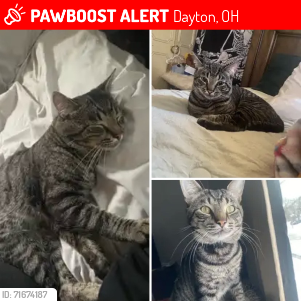 Lost Male Cat last seen meadowsweet dr, slipperywood pl, Dayton, OH 45424