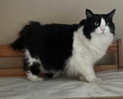 Lost Female Cat last seen Montana ranch, Corona, Corona, CA 92882