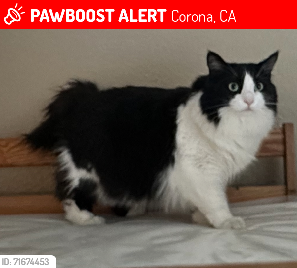 Lost Female Cat last seen Montana ranch, Corona, Corona, CA 92882