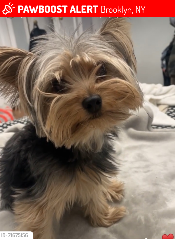 Lost Male Dog last seen Flatbush avenue , Brooklyn, NY 11226