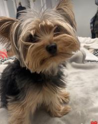Lost Male Dog last seen Flatbush avenue , Brooklyn, NY 11226