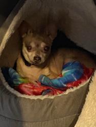 Lost Female Dog last seen County road 2951, Alba, TX 75410