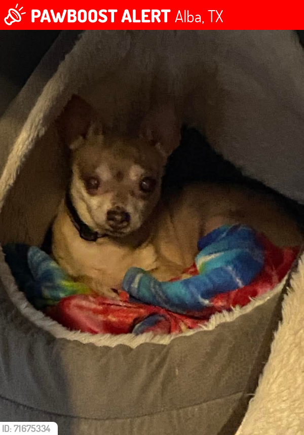 Lost Female Dog last seen County road 2951, Alba, TX 75410