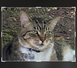 Lost Male Cat last seen Southwest Hwy & Oak Park Ave, Worth, IL 60482