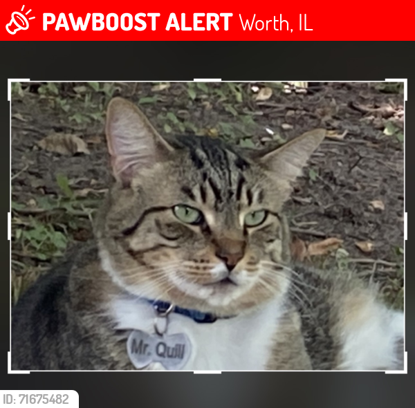 Lost Male Cat last seen Southwest Hwy & Oak Park Ave, Worth, IL 60482