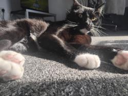 Lost Male Cat last seen Gospel farm road, West Midlands, England B27 7LJ