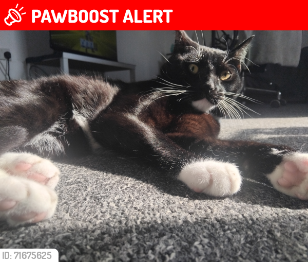 Lost Male Cat last seen Gospel farm road, West Midlands, England B27 7LJ