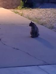 Lost Female Cat last seen Near Bent Tree NW and Ladera NW ABQ, NM, Albuquerque, NM 87120