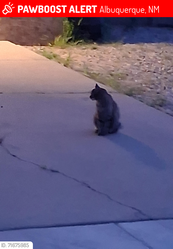 Lost Female Cat last seen Near Bent Tree NW and Ladera NW ABQ, NM, Albuquerque, NM 87120