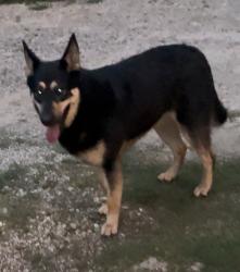 Lost Female Dog last seen East river rd , Liberty County, TX 77372