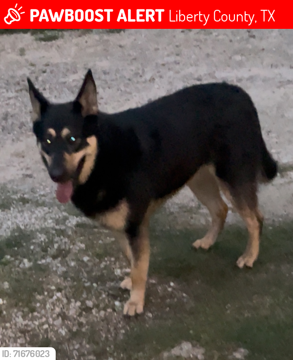 Lost Female Dog last seen East river rd , Liberty County, TX 77372