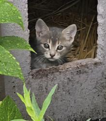 Lost Unknown Cat last seen Francis Ct, between Argo Ave & Hancock St, Elmont, NY 11003