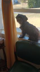 Lost Female Dog last seen Magnolia Dr/Lake Dr, Smyrna, GA 30082