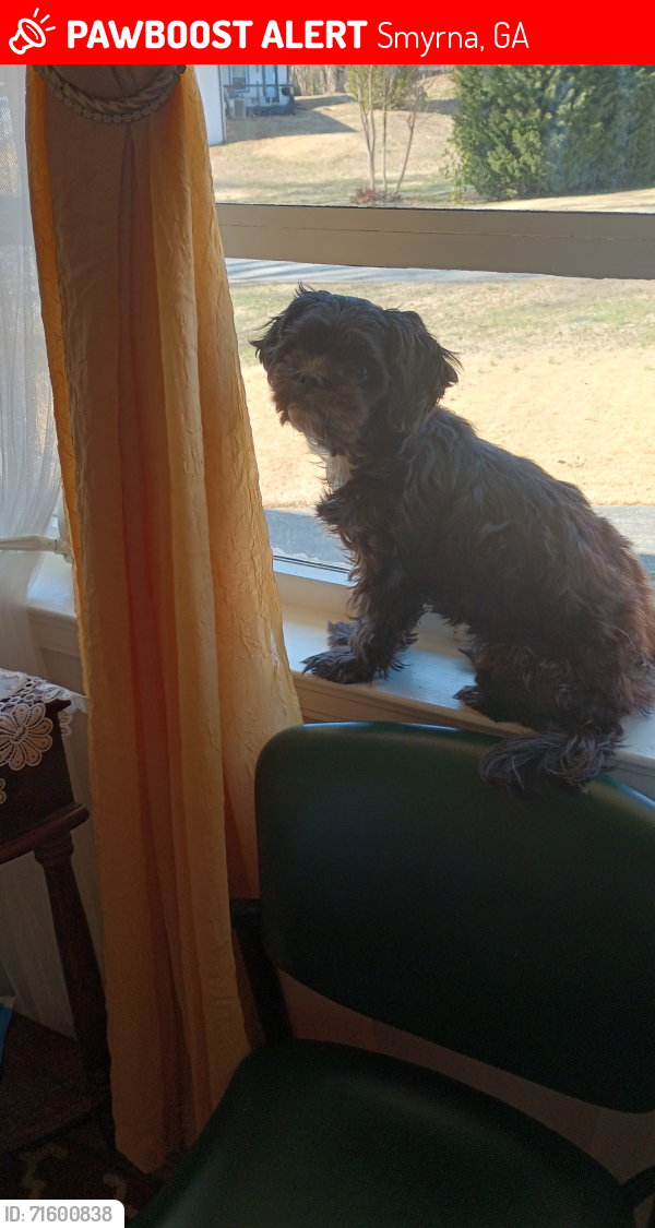 Lost Female Dog last seen Magnolia Dr/Lake Dr, Smyrna, GA 30082
