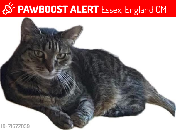 Lost Female Cat last seen Chapel Fields and Potter Street, Essex, England CM17