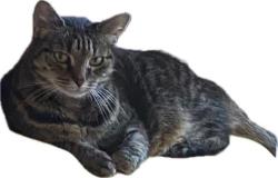 Lost Female Cat last seen Chapel Fields and Potter Street, Essex, England CM17