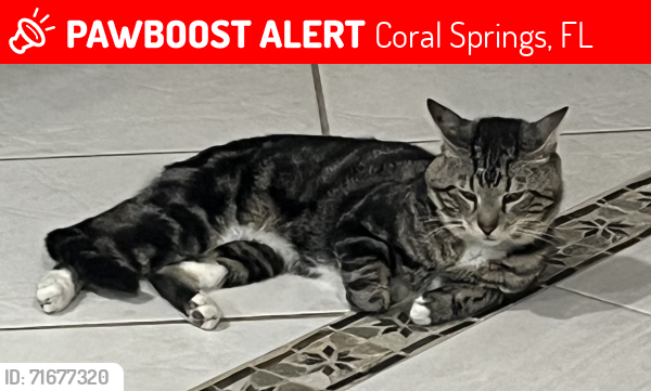 Lost Male Cat last seen Wiles Road and Riverside Drive , Coral Springs, FL 33067