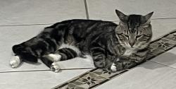 Lost Male Cat last seen Wiles Road and Riverside Drive , Coral Springs, FL 33067