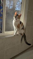 Lost Female Cat last seen Gay Rio, Lakeside, CA 92040
