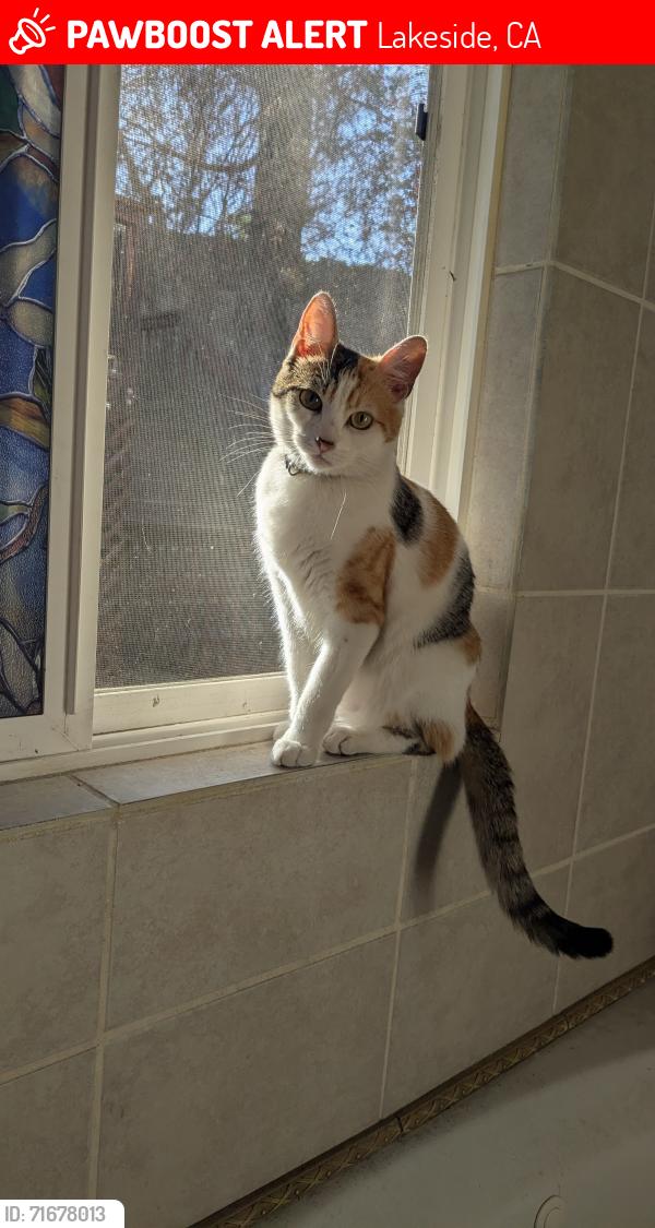Lost Female Cat last seen Gay Rio, Lakeside, CA 92040