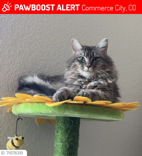 Lost Male Cat last seen E 88th Ave , Commerce City, CO 80640