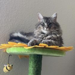 Lost Male Cat last seen E 88th Ave , Commerce City, CO 80640