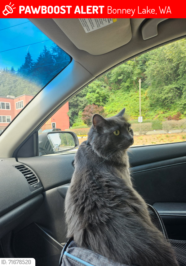 Lost Female Cat last seen Costco in bonney lak,wa , Bonney Lake, WA 98391