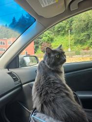 Lost Female Cat last seen Costco in bonney lak,wa , Bonney Lake, WA 98391