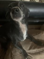 Lost Female Dog last seen E DI and sandhill, Las Vegas, NV 89121