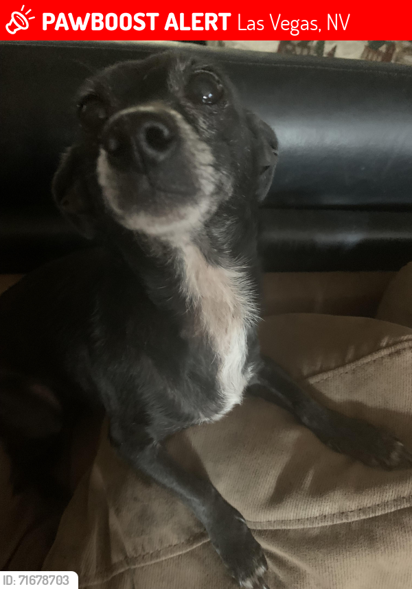 Lost Female Dog last seen E DI and sandhill, Las Vegas, NV 89121