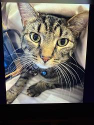 Lost Male Cat last seen Barry Farms Subdivision , Memphis, TN 38125