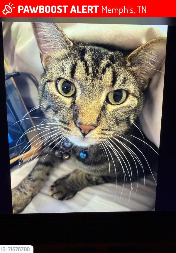 Lost Male Cat last seen Barry Farms Subdivision , Memphis, TN 38125
