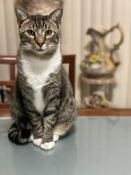 Lost Male Cat last seen W 80th pl, Hialeah, FL 33014