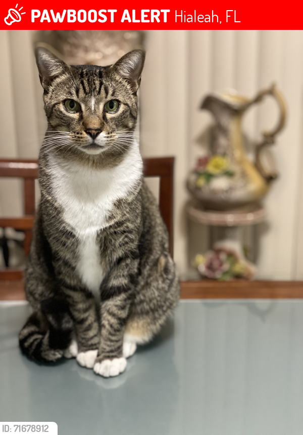 Lost Male Cat last seen W 80th pl, Hialeah, FL 33014