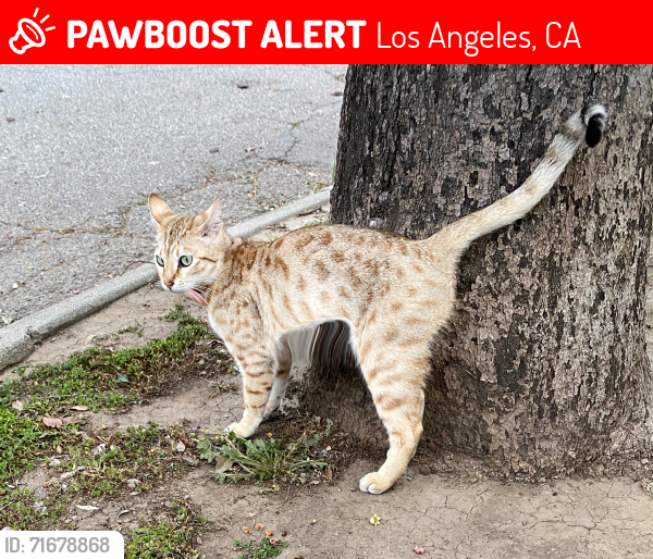 Lost Female Cat last seen Bledsoe & Herbert, Los Angeles, CA 90066