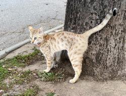 Lost Female Cat last seen Bledsoe & Herbert, Los Angeles, CA 90066