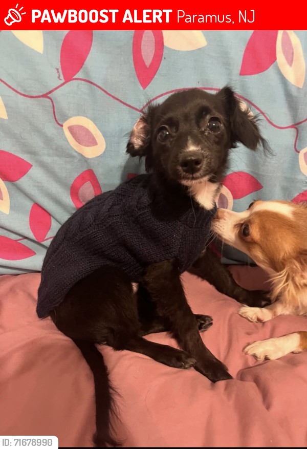 Lost Male Dog last seen Playground/park/Rochelle Park , Paramus, NJ 07652