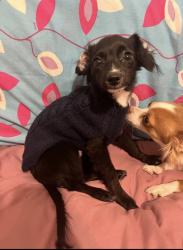 Lost Male Dog last seen Playground/park/Rochelle Park , Paramus, NJ 07652
