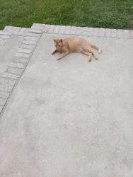 Lost Male Cat last seen Near 4508 Cochise Trial Richmond , Richmond, VA 23237