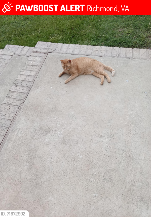 Lost Male Cat last seen Near 4508 Cochise Trial Richmond , Richmond, VA 23237