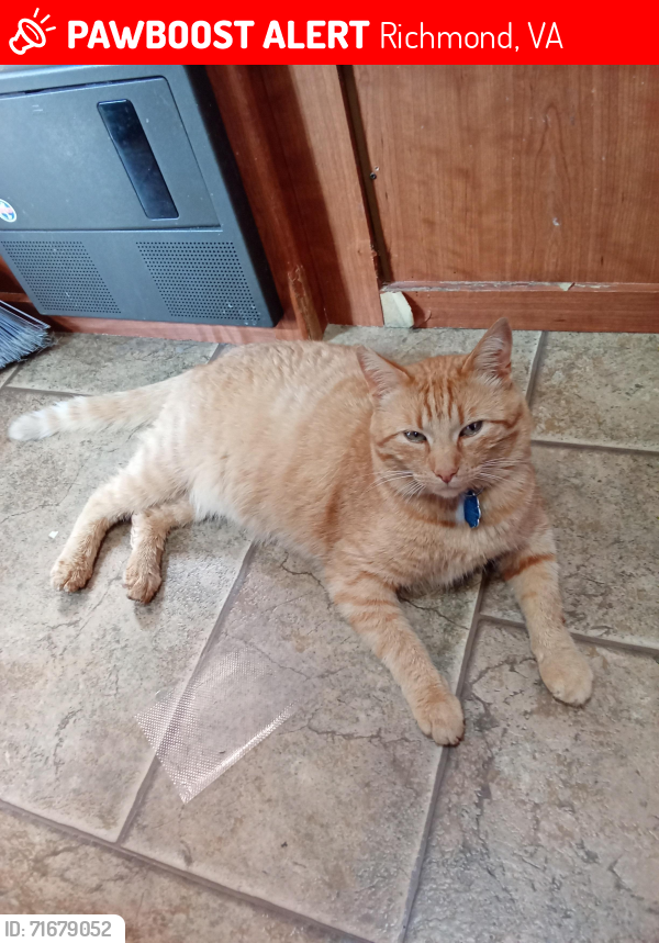 Lost Male Cat last seen Chestnut hills, Rockwood, VA 23236