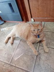 Lost Male Cat last seen Chestnut hills, Rockwood, VA 23236