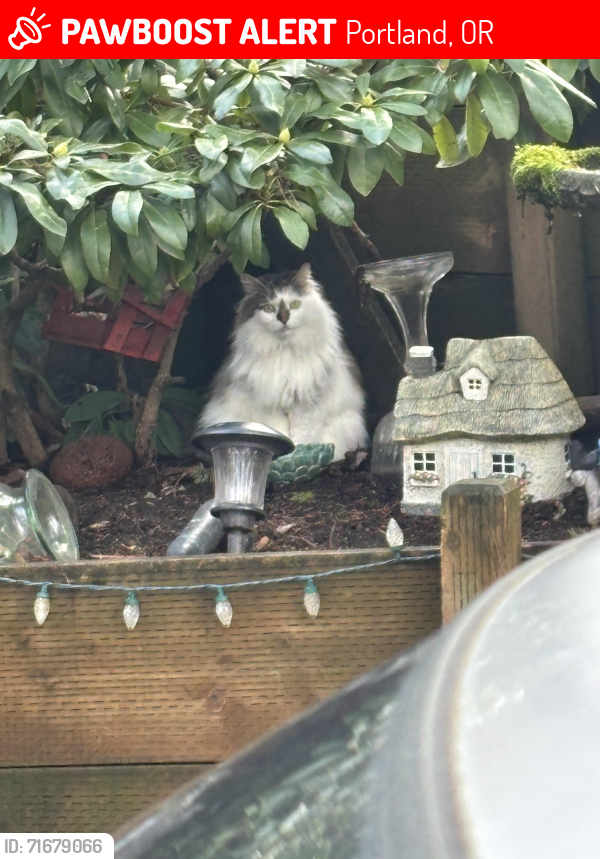 Lost Female Cat last seen Near SW 43rd ave, Portland, OR 97201